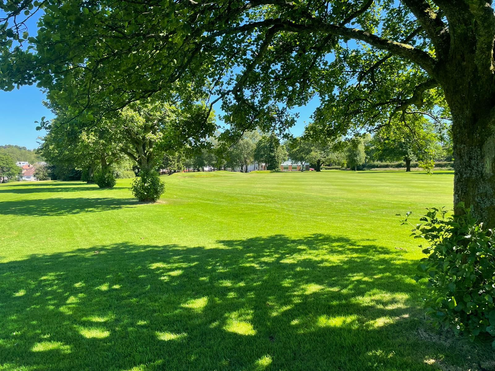 Shade underneath tree 